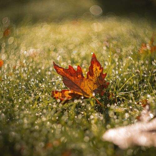 Photo #12613054