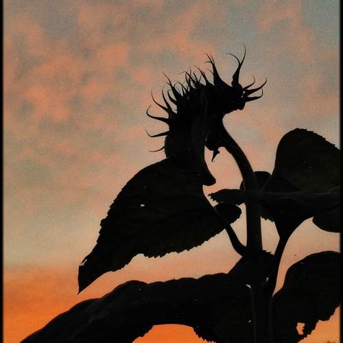 Photo #12613358