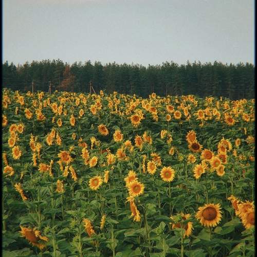 Photo #12613370