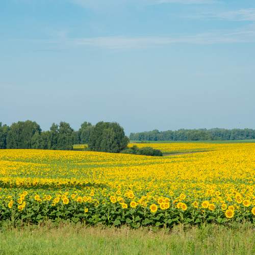 Photo #12613813
