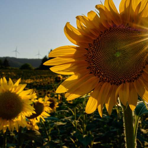 Фотография #12614483