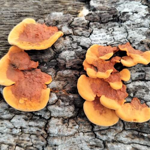 Yellow orange Mushroom