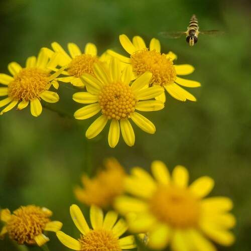 Hoverfly