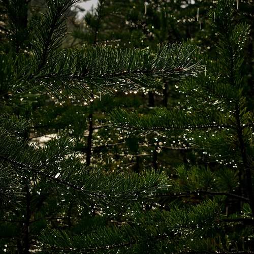 Photo #12616749
