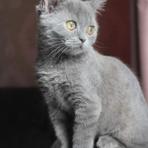 Photo #12617276
