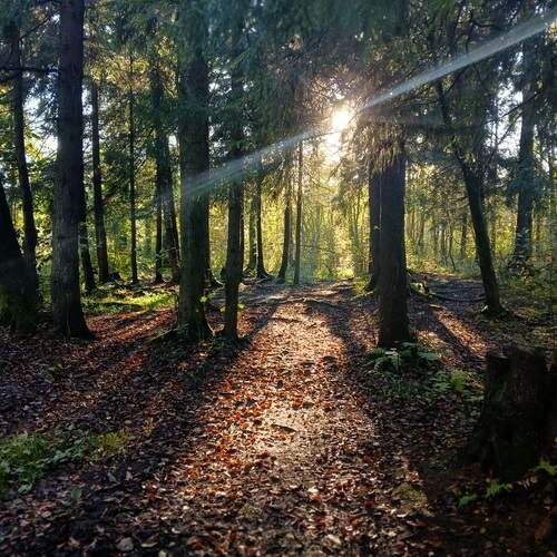 Photo #12617819