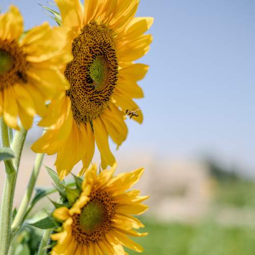 Sunflower