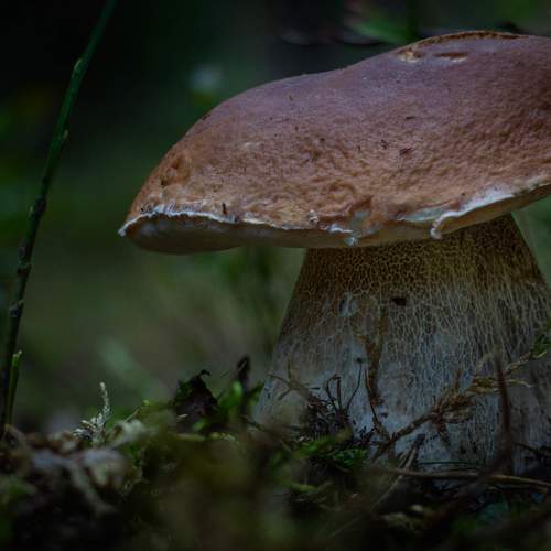 Photo #12618292