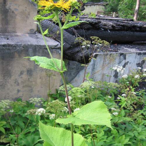 Photo #12618447