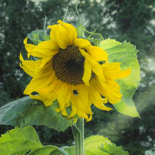 Photo #12620062