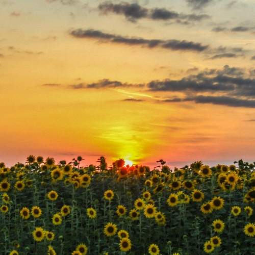Photo #12620109