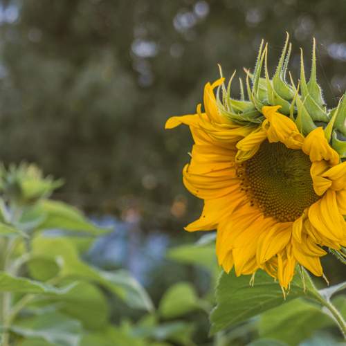 Photo #12620110