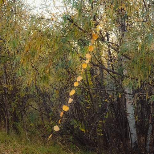Photo #12620387