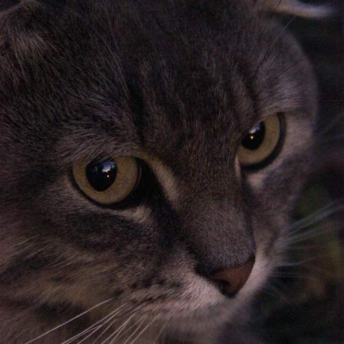 Photo #12620434