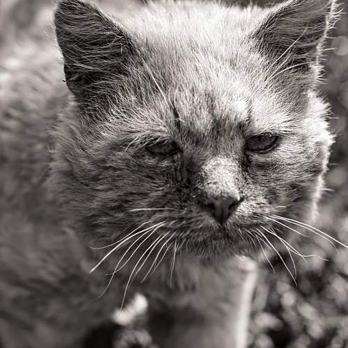 Photo #12620989