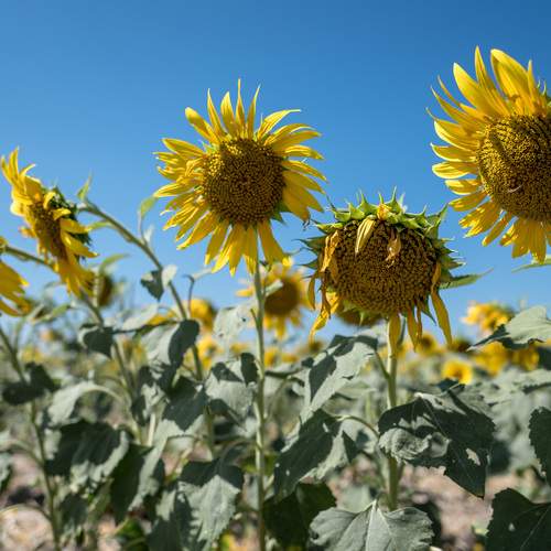 Photo #12621060