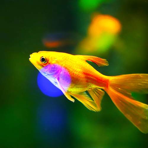 Photo #12621210