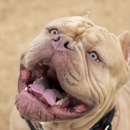 Photo #12621267