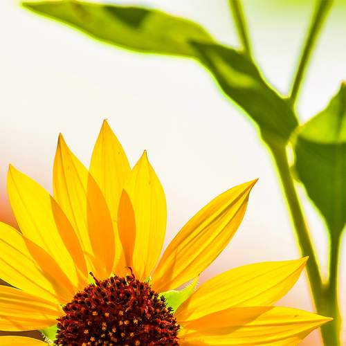Photo #12621338