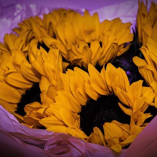 Photo #12621589