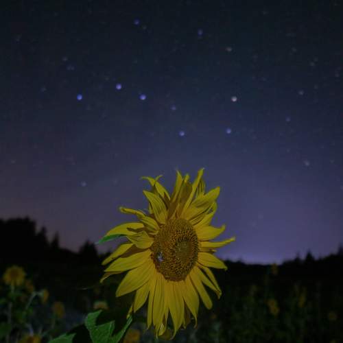 Photo #12621811