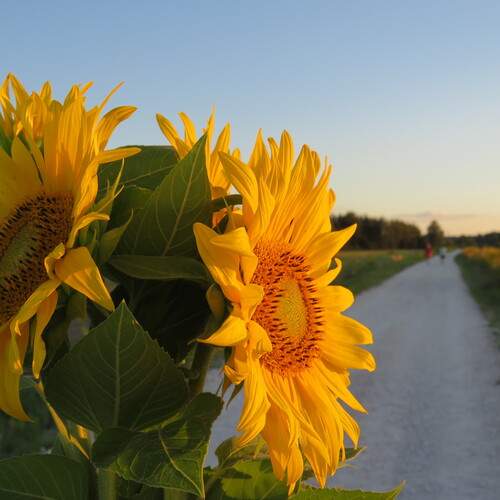 Photo #12621842