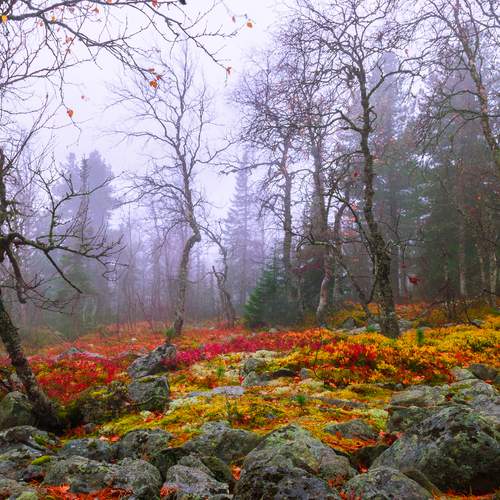 Photo #12621922