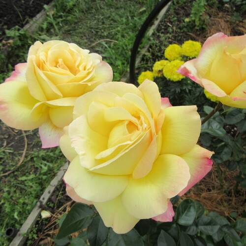 Photo #12621971