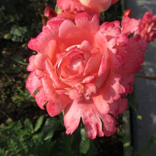 Photo #12621973
