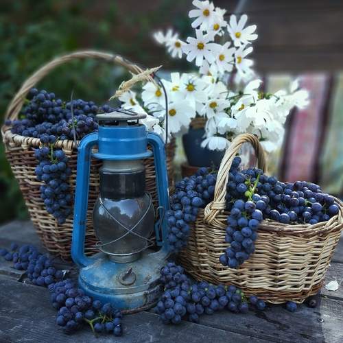 Photo #12623694