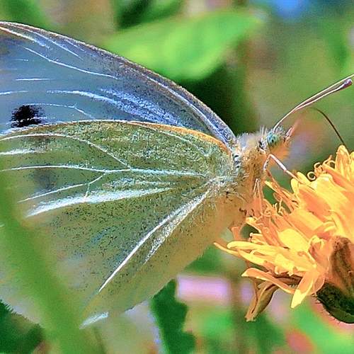 Macro butterfly