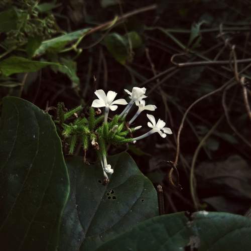 Silent bloom!