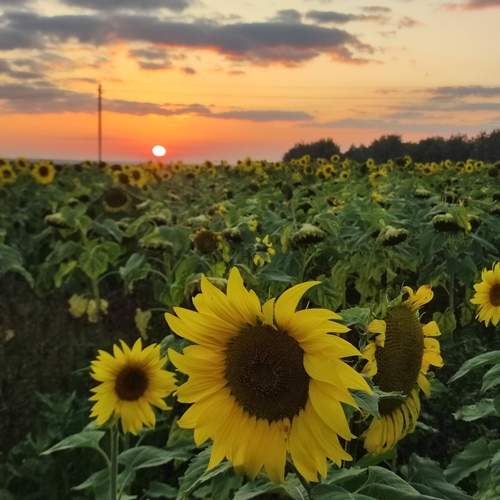 Photo #12625700