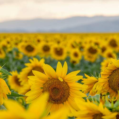 Photo #12626147