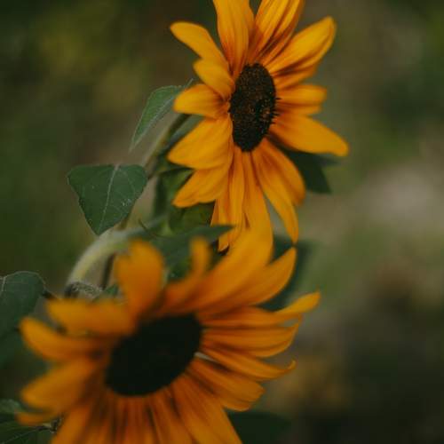 Photo #12626729