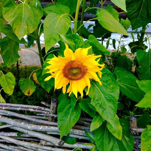Photo #12627253