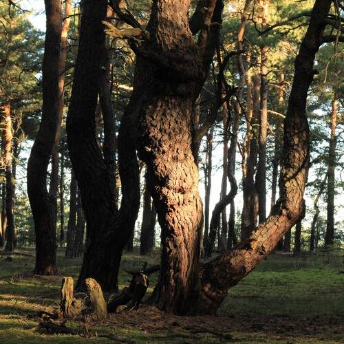 “Echoes of the Ancient Forest”