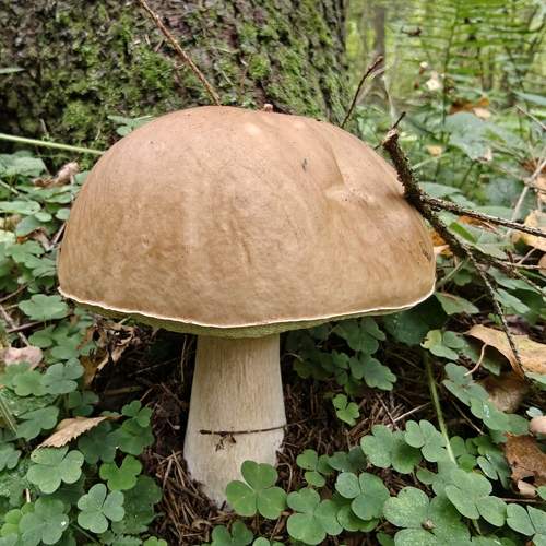 Photo #12628038