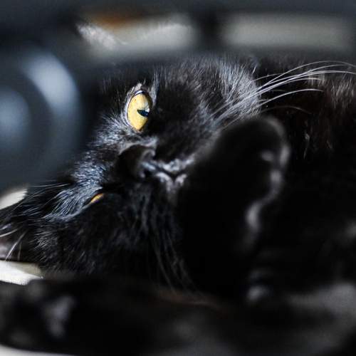 Photo #12628203