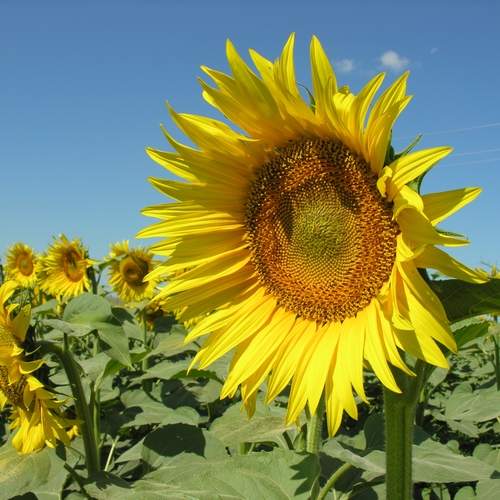Photo #12629070