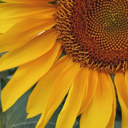 Photo #12629257