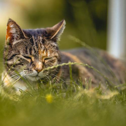 Sleeping Cat