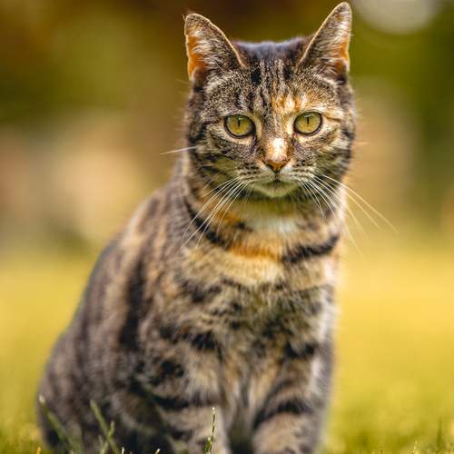 Looking Cat