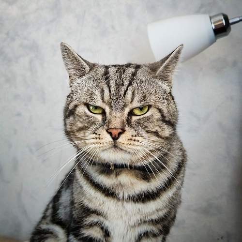 Photo #12630826