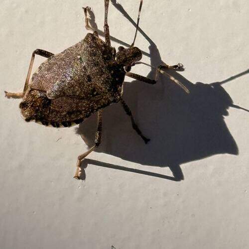Photo #12632246