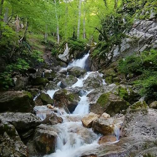 Whispers of the Hidden Forest