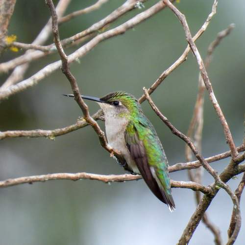 Photo #12633434