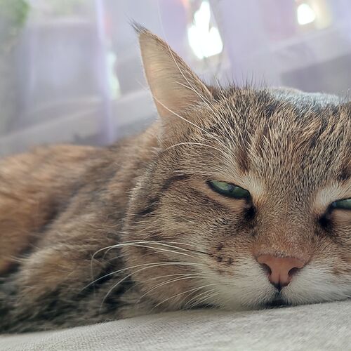 Photo #12633440