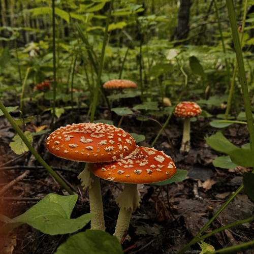 Photo #12636127