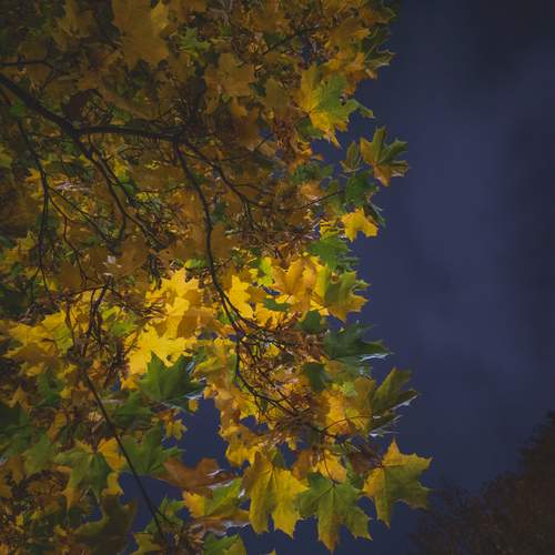 Photo #12636185